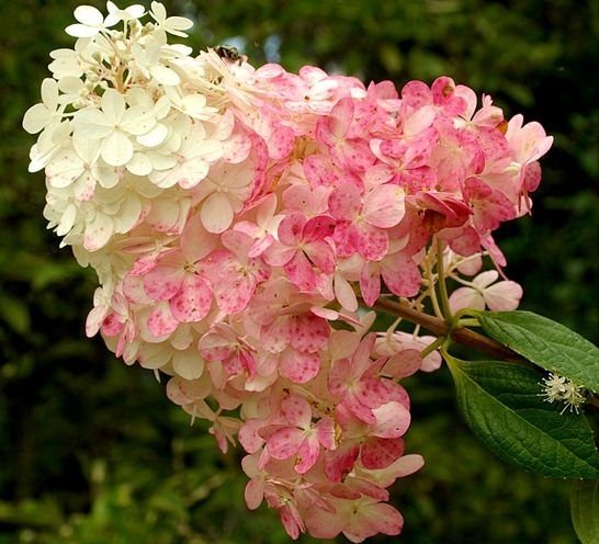 Гортензія волотиста Стровбері Блоссом (Hydrangea paniculata Strawberry Blossom)
