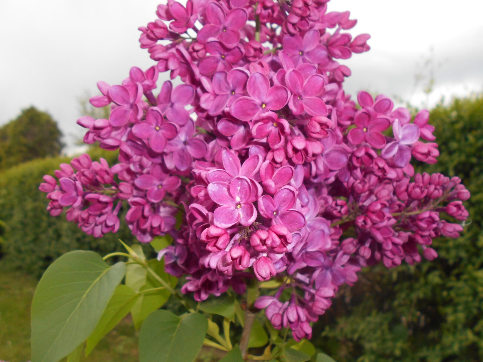 Бузок звичайний Прапор (Syringa Znamya)