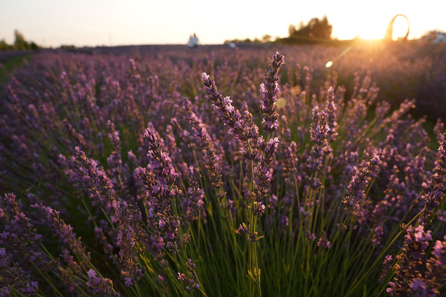 Сезон лаванди 2025