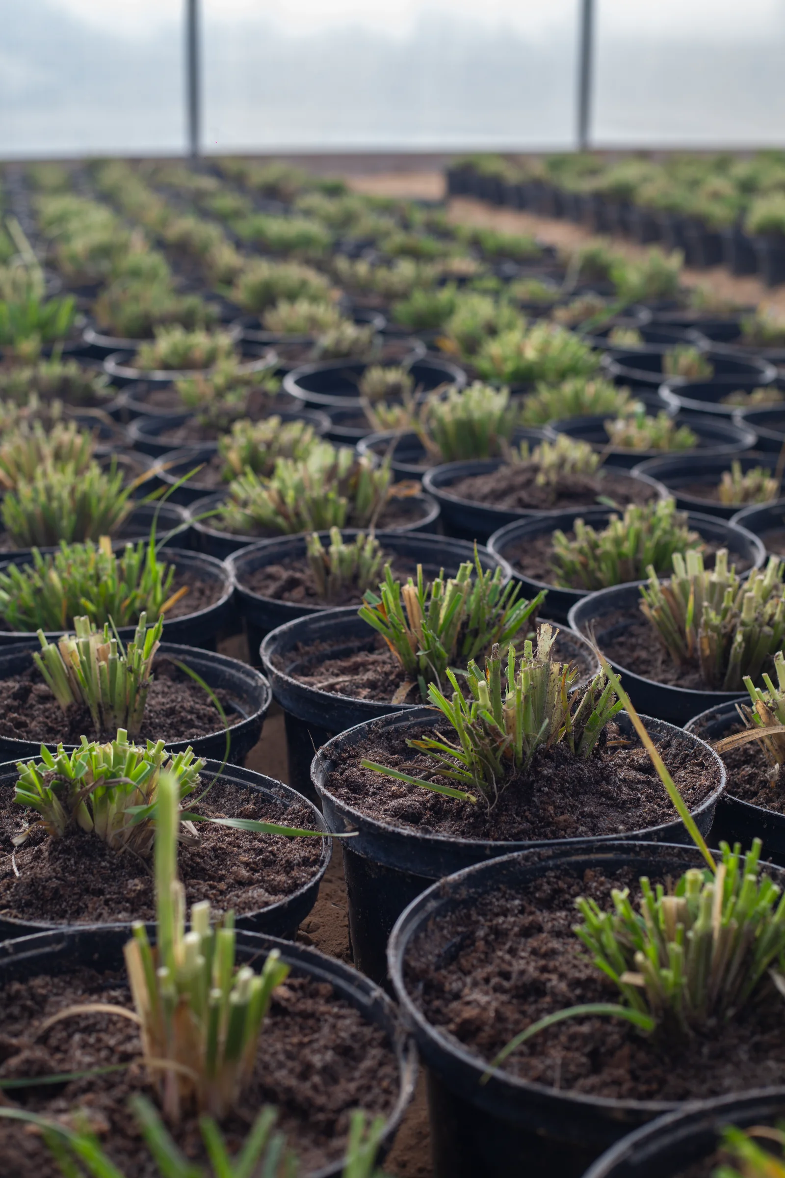 Саджданці міскантусів