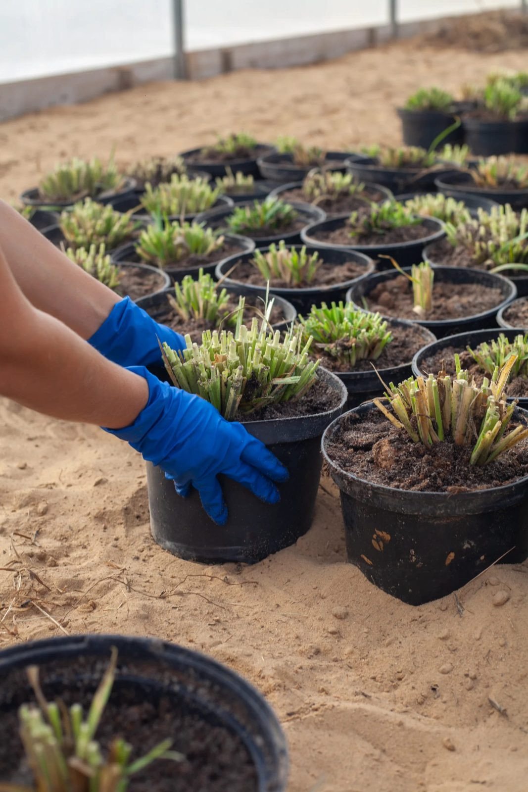 Процес висадження міскантуса