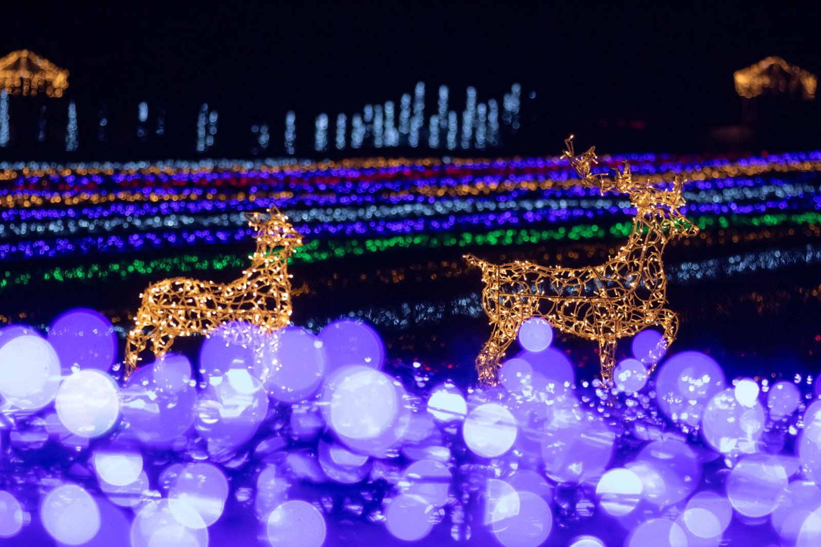 Світловий струмок з оленями (архів)