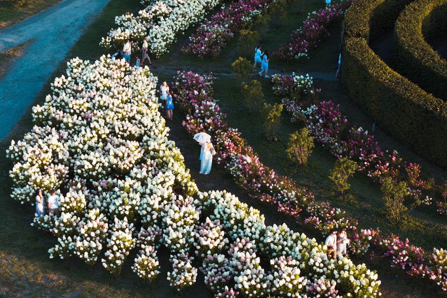 Сезон гортензій 2025