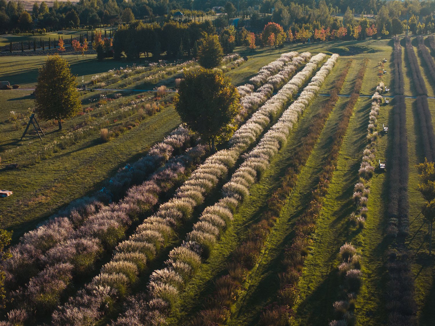 Сезон багаторічних трав 2025