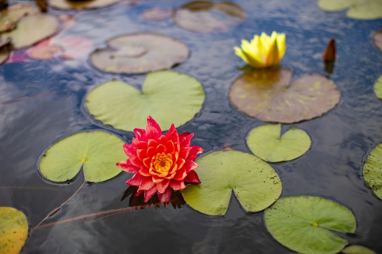 Німфея на озері Моне