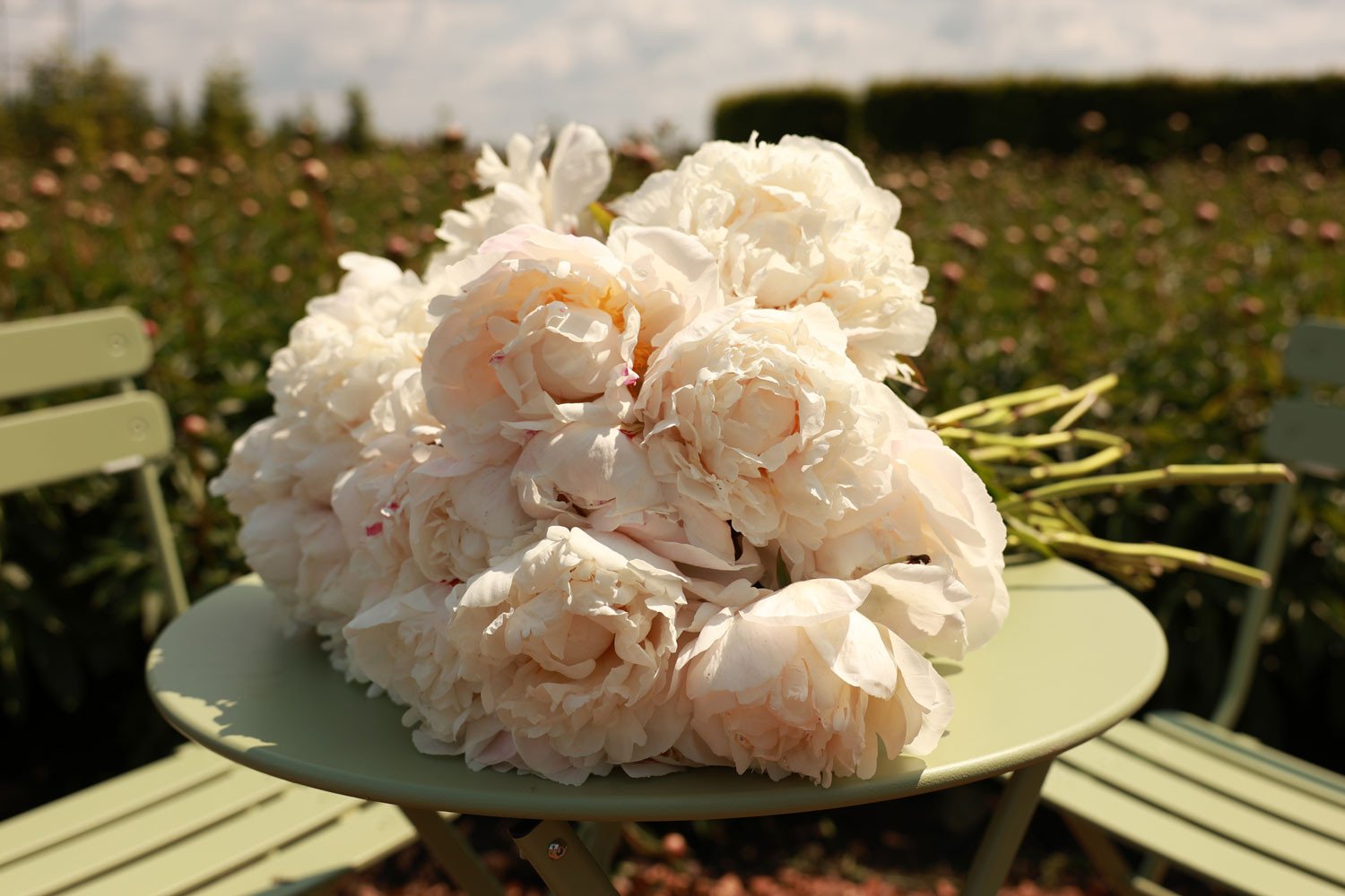 Сезон півоній 2025