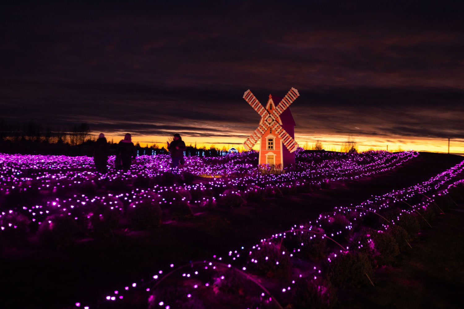 лавандове поле