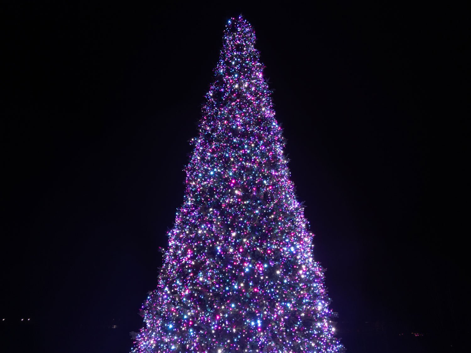 головна ялинка парку