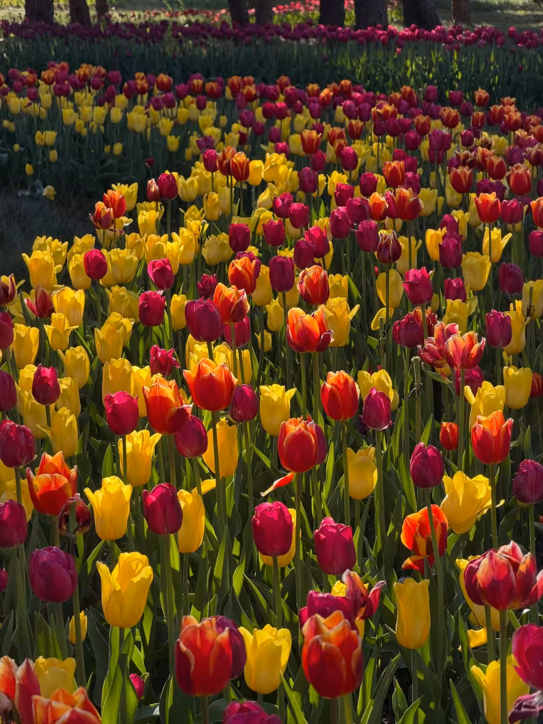 Tulip season 2026