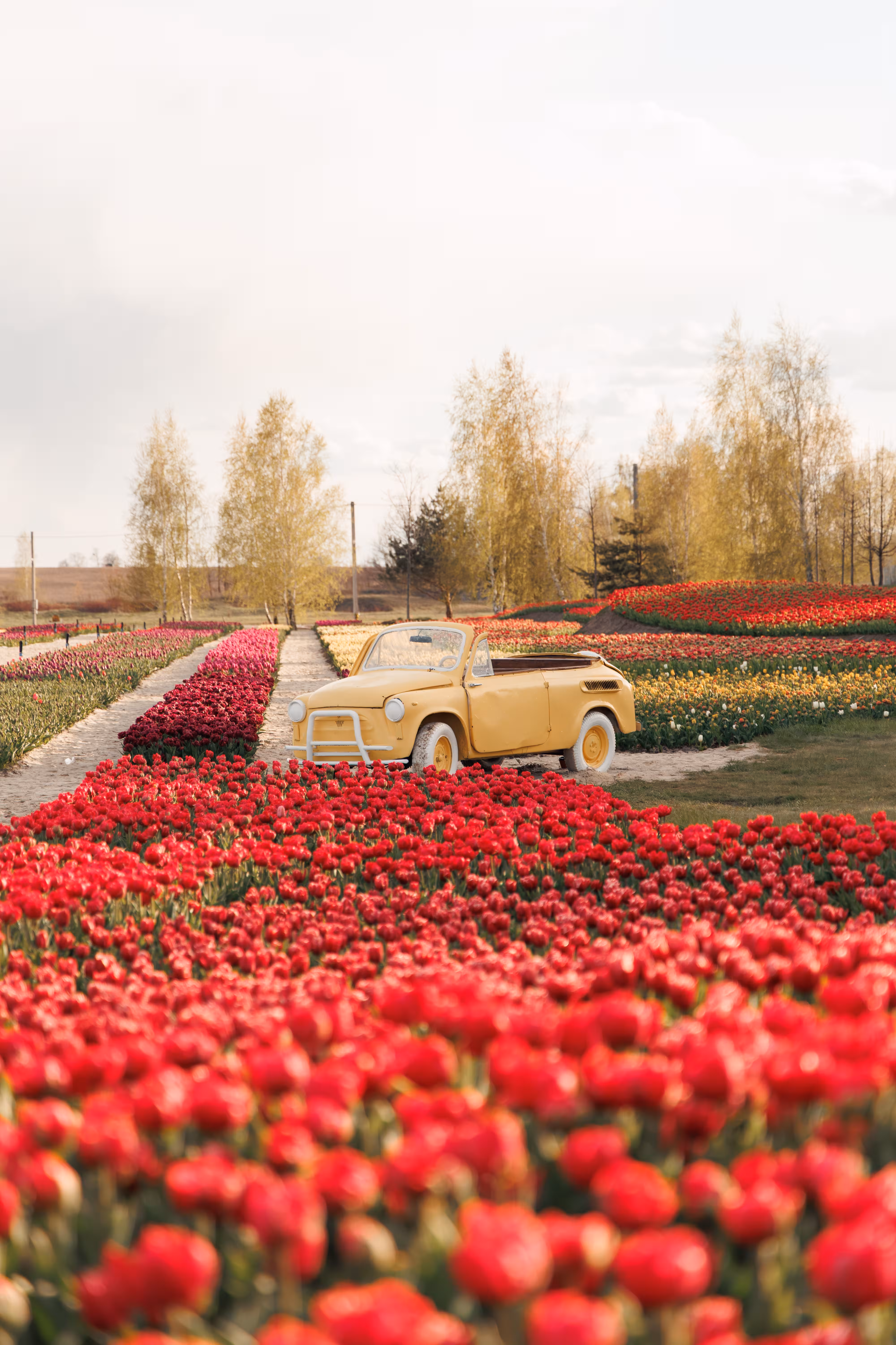 Tulip season 2026