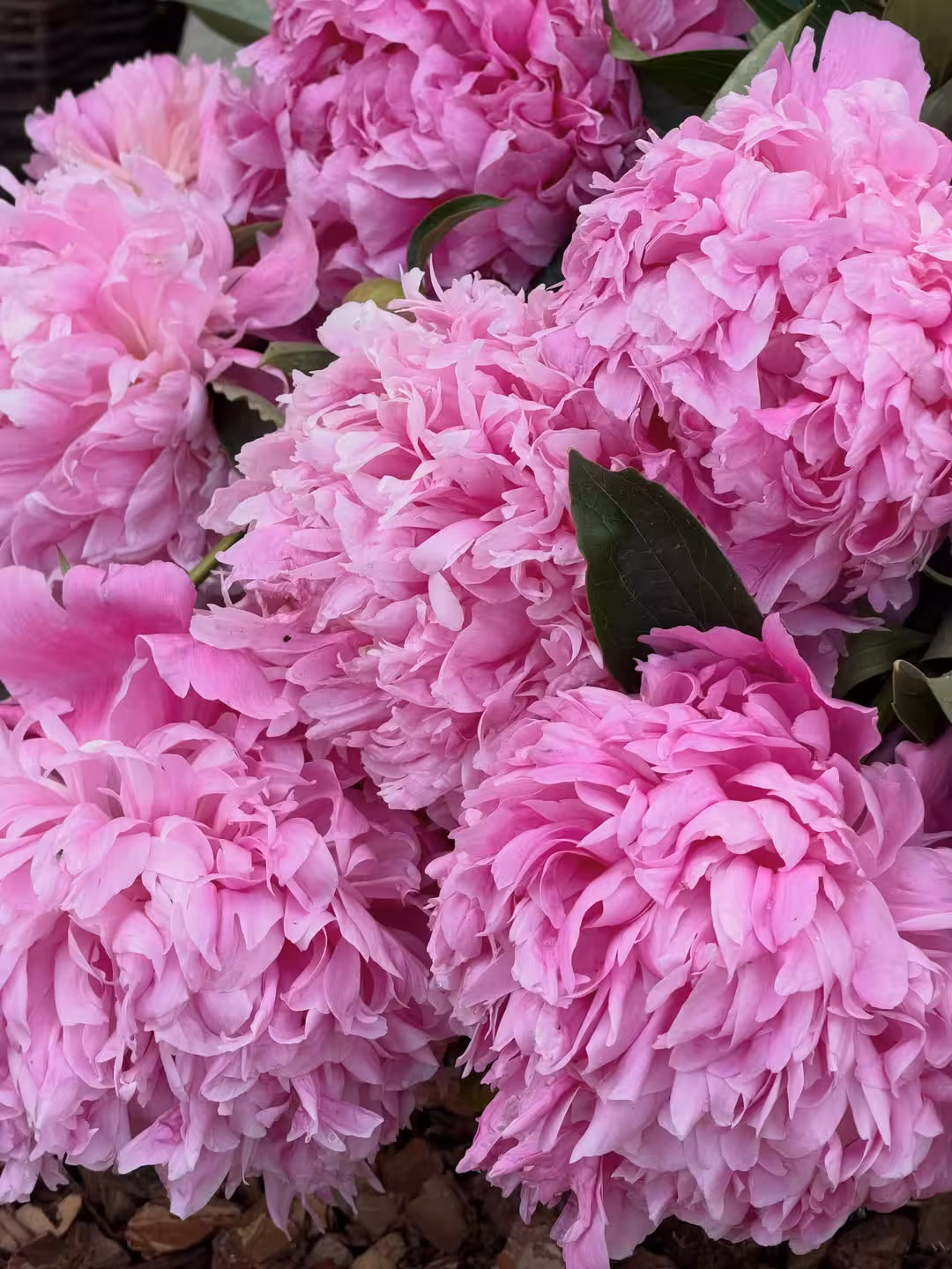 Peony Blossom 